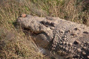 Zambia crocodile close up at dawn
