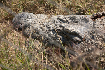 Zambia crocodile close up at dawn