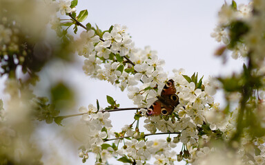 kolorowy motyl rusałka pawik © Ma(ć)Ko