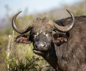 Closeup, detailed portrait of a female Cape Water Buffalo in the Kruger National Park.