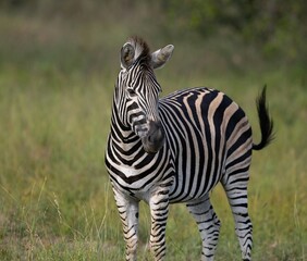 Black and white zebra stands in a grassy field.