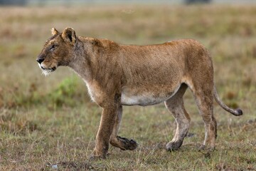 Obraz premium Majestic, young lion walking across a sun-dappled grassland.