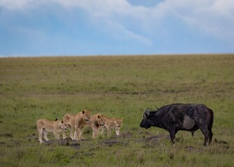 Group of four youthful lions boldly confront a colossal cape water buffalo in the wilderness.