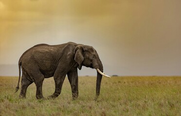 Bull elephant traverses the plains of the Masai Mara at dusk.