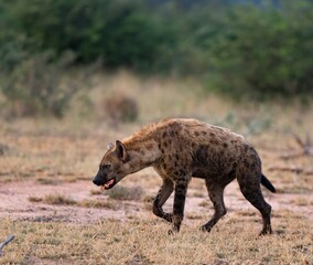 Spotted hyena standing on a grassy landscape, surveying the surrounding environment.