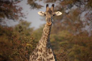 Giraffe close up on a sunny winter day