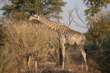 Giraffe close up on a sunny winter day