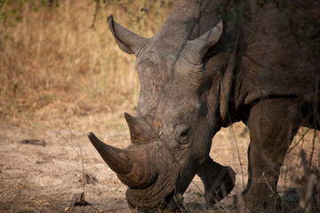 Fototapeta premium Rhinoceros close up on a sunny winter day