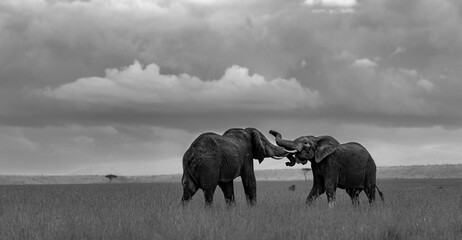 Young bull elephants tussle for dominance and experience in the Masai Mara. - obrazy, fototapety, plakaty