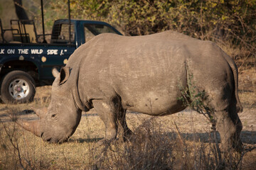 Fototapeta premium Rhinoceros close up on a sunny winter day