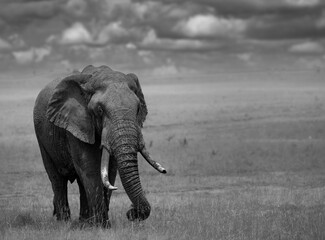 Grayscale of a large bull elephant traversing through the open plains of the Masai Mara.