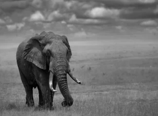 Gordijnen Grayscale of a large bull elephant traversing through the open plains of the Masai Mara. © Wirestock