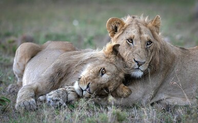 Naklejka premium Majestic African lions lounging in the grass, both resting comfortably in a relaxed state.