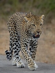 Leopard walking on a grassy surface with its mouth open in a vocalization expression.