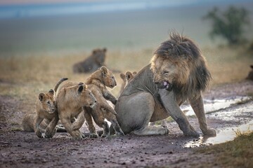 Group of Playful lion cubs taunt a huge male lion in the Masai Mara.