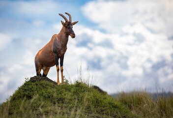 Majestic deer stands atop a grassy hill overlooking a cloudy sky.