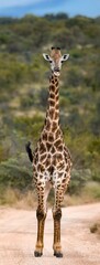 Giraffe standing in the middle of a dirt road.