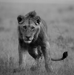 Grayscale of a majestic African lion striding across a savanna grassland.
