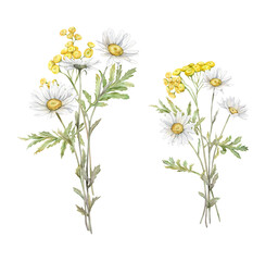 Watercolor Daisy and tansy. Hand drawn illustration of Chamomile and little violet bell. bouquet of white blossom flowers on isolated background. Drawing botanical clipart. Painted wildflowers.