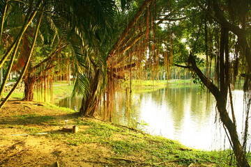 A beautiful park and a tree on the lake shore. Asian landscape.