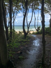 Nadmorskie lasy. Morskie powietrze.  © Klaudia