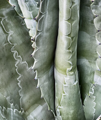 Agave Leaf Background