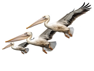 a group of pelicans flying - obrazy, fototapety, plakaty