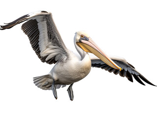 a pelican flying with its wings spread - obrazy, fototapety, plakaty