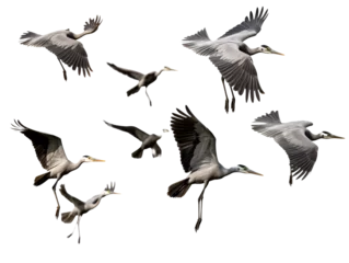 Foto op Plexiglas a group of birds flying © Zacon