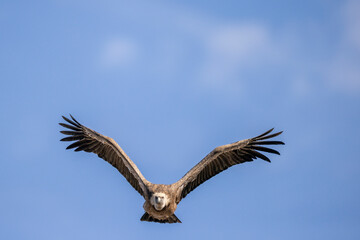 buitre leonado, buitre, animal, libertad, carroñero, protección, ecología, pluma, m, apresurado, vuela, cielo, fauna, aguilas, azul, alas, ave, cometa, negro, pandion haliaetus, vulture, emplumar, azo