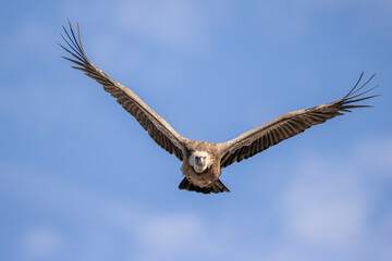 buitre leonado, buitre, animal, libertad, carroñero, protección, ecología, pluma, m, apresurado, vuela, cielo, fauna, aguilas, azul, alas, ave, cometa, negro, pandion haliaetus, vulture, emplumar, azo