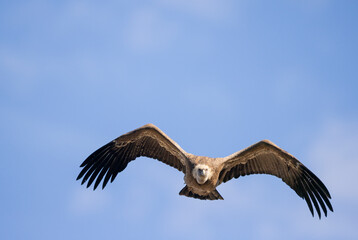 buitre leonado, buitre, animal, libertad, carroñero, protección, ecología, pluma, m, apresurado, vuela, cielo, fauna, aguilas, azul, alas, ave, cometa, negro, pandion haliaetus, vulture, emplumar, azo