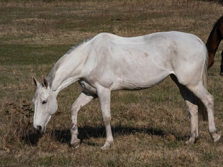 Naklejka na ściany i meble White horse grazing and eating grass in pasture in spring