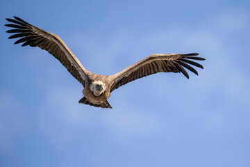 buitre leonado, buitre, animal, libertad, carroñero, protección, ecología, pluma, m, apresurado, vuela, cielo, fauna, aguilas, azul, alas, ave, cometa, negro, pandion haliaetus, vulture, emplumar, azo