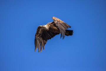 Obraz premium buitre leonado, buitre, animal, libertad, carroñero, protección, ecología, pluma, m, apresurado, vuela, cielo, fauna, aguilas, azul, alas, ave, cometa, negro, pandion haliaetus, vulture, emplumar, azo