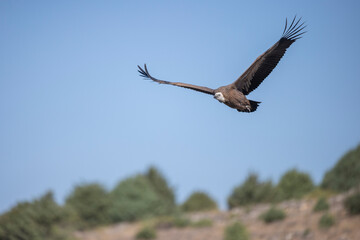 buitre leonado, buitre, animal, libertad, carroñero, protección, ecología, pluma, m, apresurado, vuela, cielo, fauna, aguilas, azul, alas, ave, cometa, negro, pandion haliaetus, vulture, emplumar, azo
