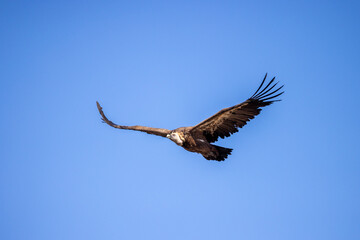buitre leonado, buitre, animal, libertad, carroñero, protección, ecología, pluma, m, apresurado, vuela, cielo, fauna, aguilas, azul, alas, ave, cometa, negro, pandion haliaetus, vulture, emplumar, azo