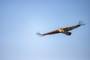 buitre leonado, buitre, animal, libertad, carroñero, protección, ecología, pluma, m, apresurado, vuela, cielo, fauna, aguilas, azul, alas, ave, cometa, negro, pandion haliaetus, vulture, emplumar, azo