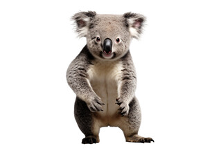 a koala bear standing on its hind legs