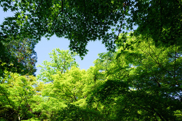 新緑の美しい東福寺の境内