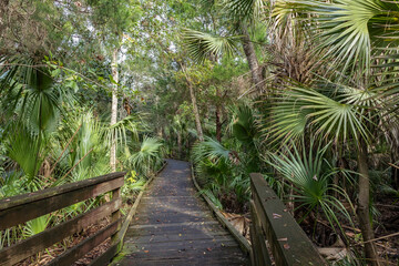 A boardwalk in a tropical forest.