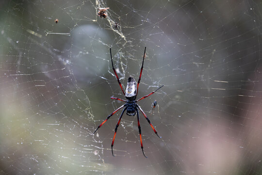 Golden Silk Orb-Weaver Trichonephila Nephila inaurata