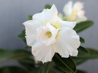 Natural Flower HD photography mobile phone Wallpaper PC Background white pinky