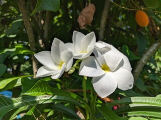 Obraz premium Natural Flower HD photography mobile phone Wallpaper PC Background white pinky