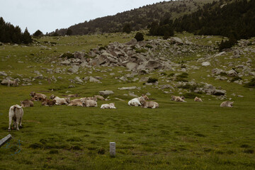 Vacas en la montaña