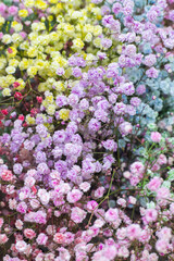 Gypsophila close-up. Kachim. Beautiful multi-colored bouquet. Flower shop. Fresh bright bouquet. Master classes and floristry courses. Flower delivery.