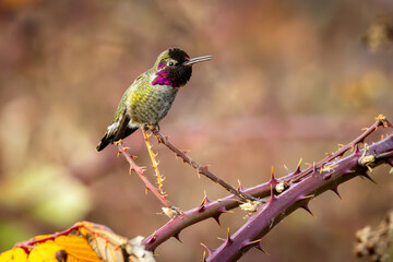 An Anna's hummingbird sits on a blackberry branch resting