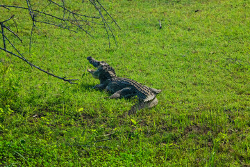 Mouth opened crocodile in Yala park , Sri Lanka