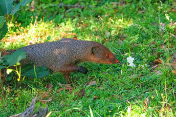 Indian grey mongoose in natural habitat