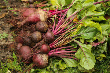 Beetroot fresh harvest in garden. Bunch of freshly harvested raw beetroots on green grass on sun in...